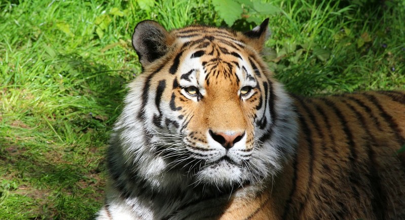 Tijger