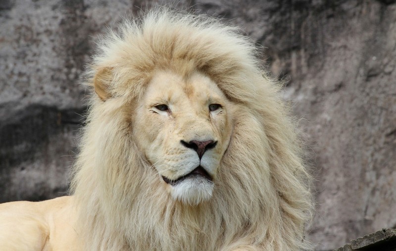 Witte Leeuw