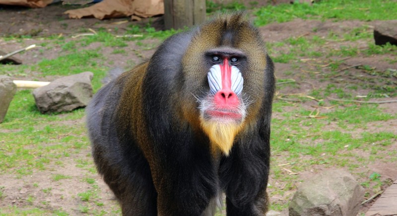 Mandril