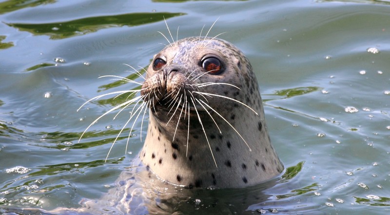 Zeehond