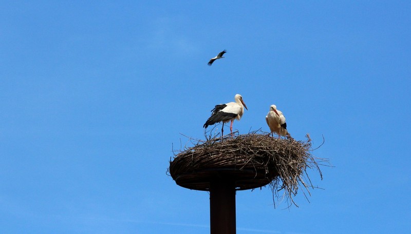 Ooievaar