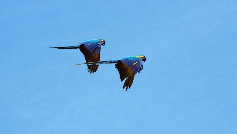 papagaai