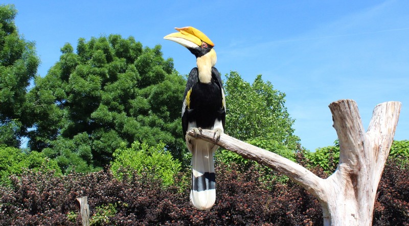 neushoornvogel