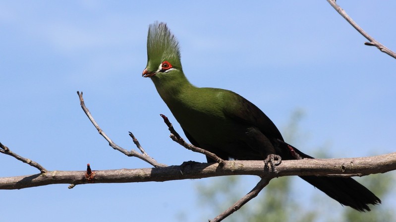 vogel