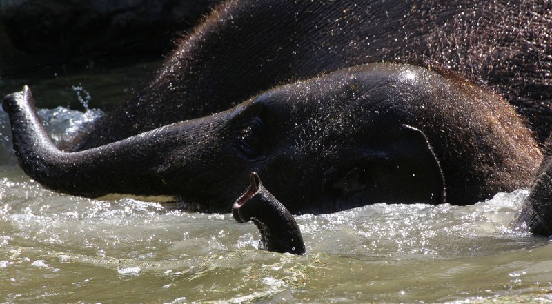 olifant