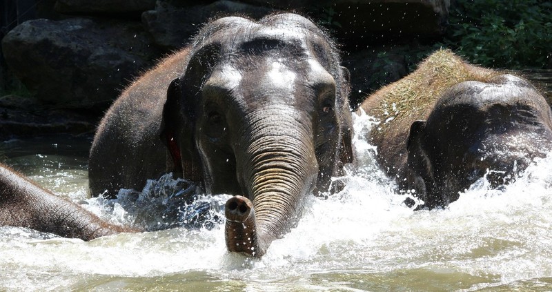 olifant