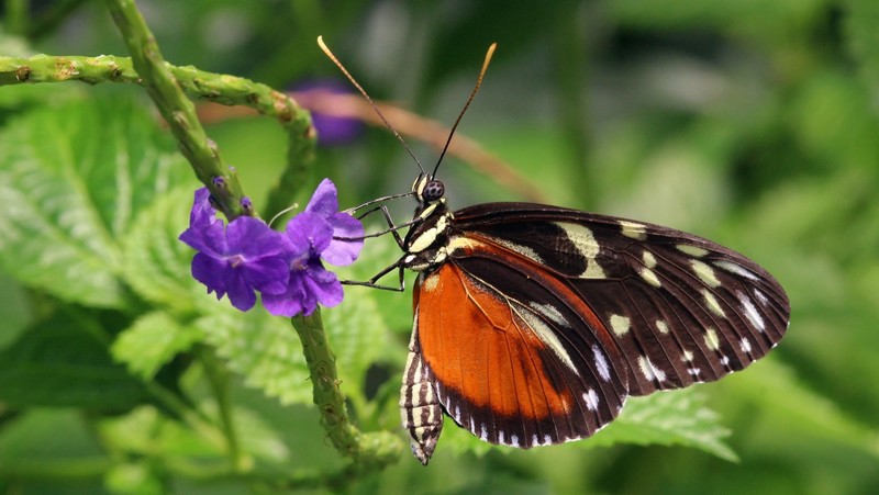 vlinder