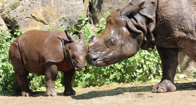 neushoorn