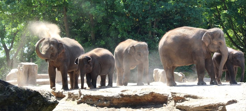 olifant