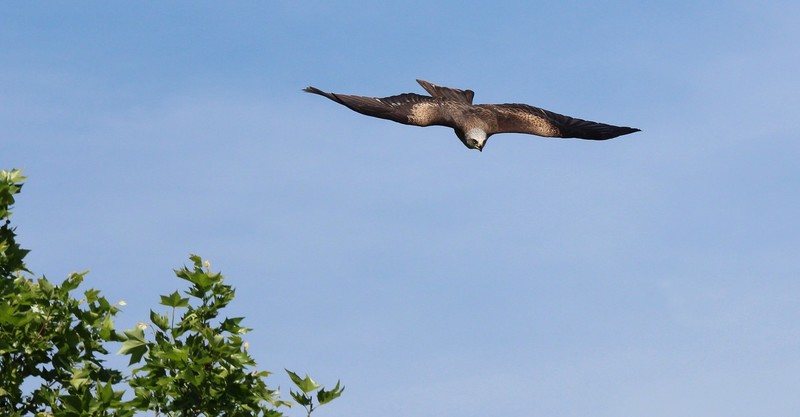 roofvogel