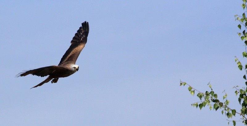 roofvogel