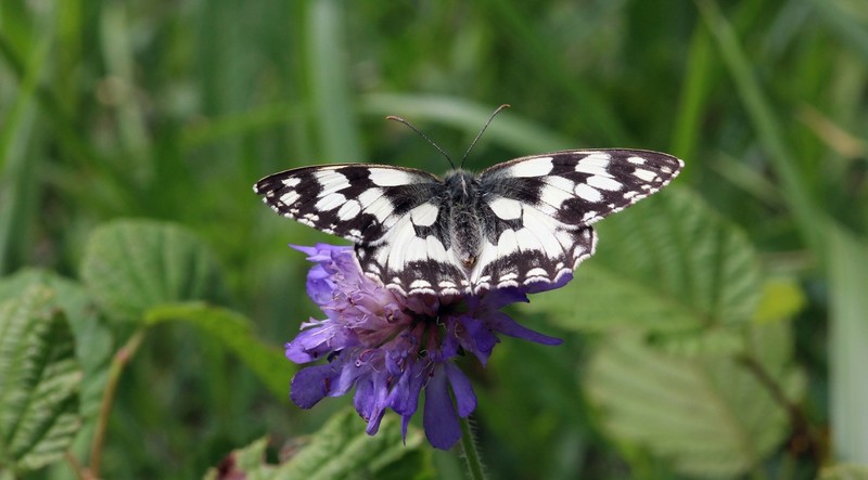 vlinder