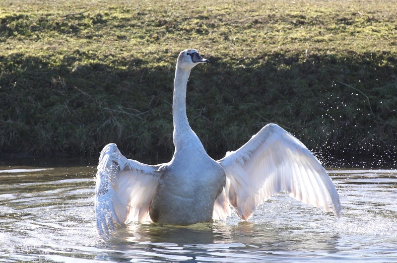 zwaan