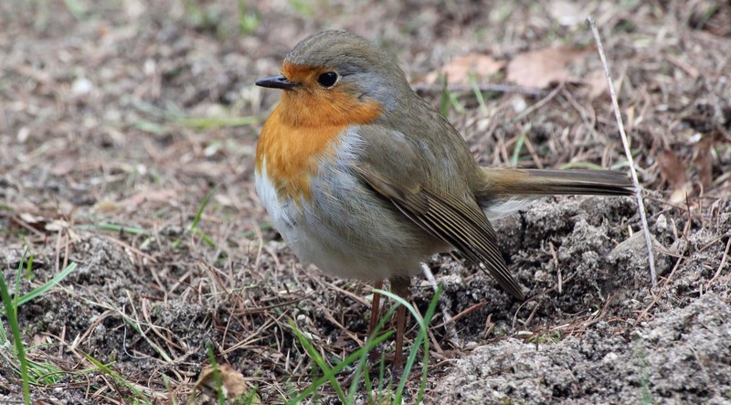 roodborst