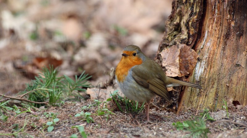 Roodborst