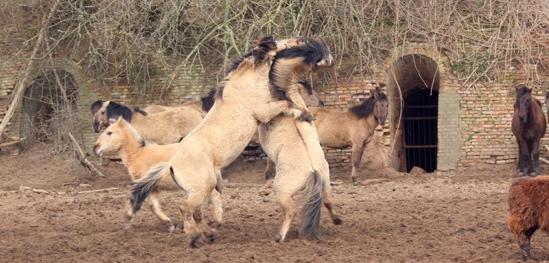 Wild Horse