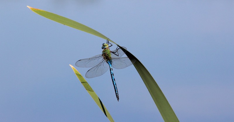 libelle