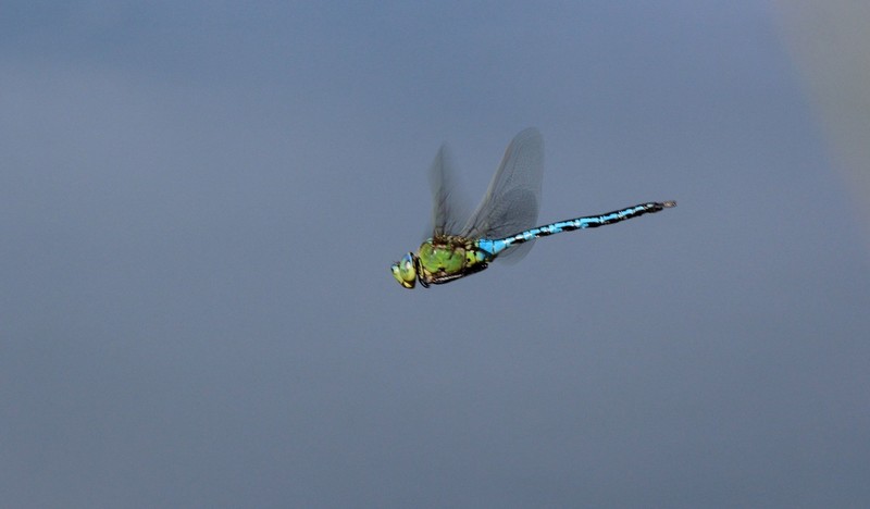 Libelle