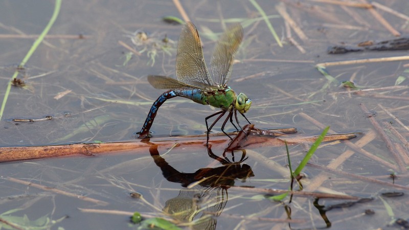 Libelle