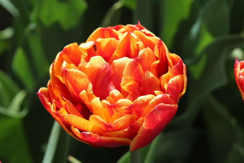 Tulp