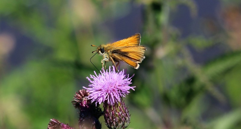 Vlinder