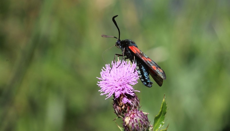 Vlinder