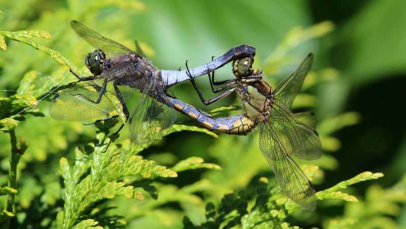 Libelle