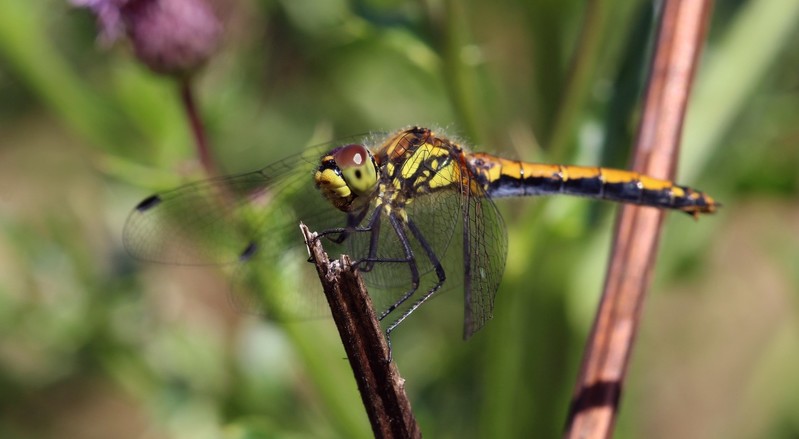 Libelle