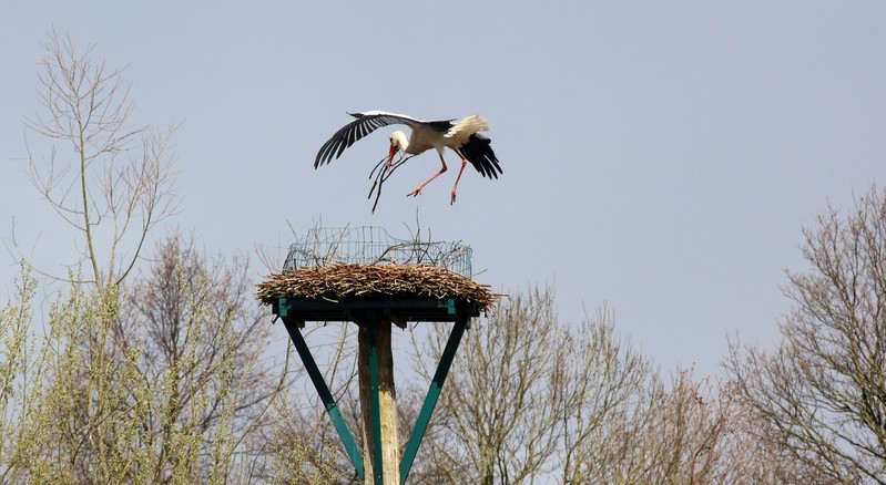 Ooievaar