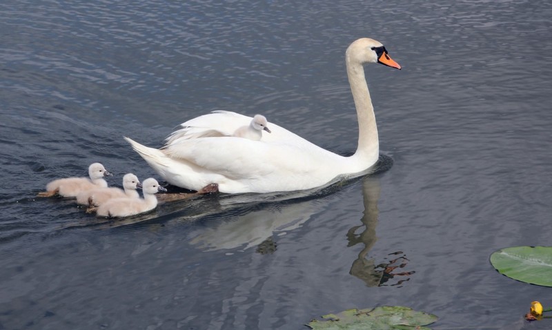 Zwaan