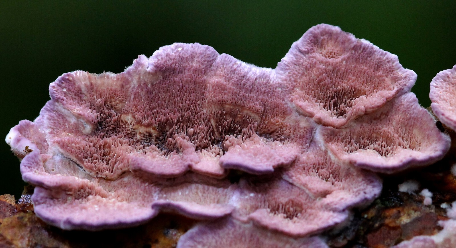De Paarse Korstzwam (Chondrostereum purpureum)