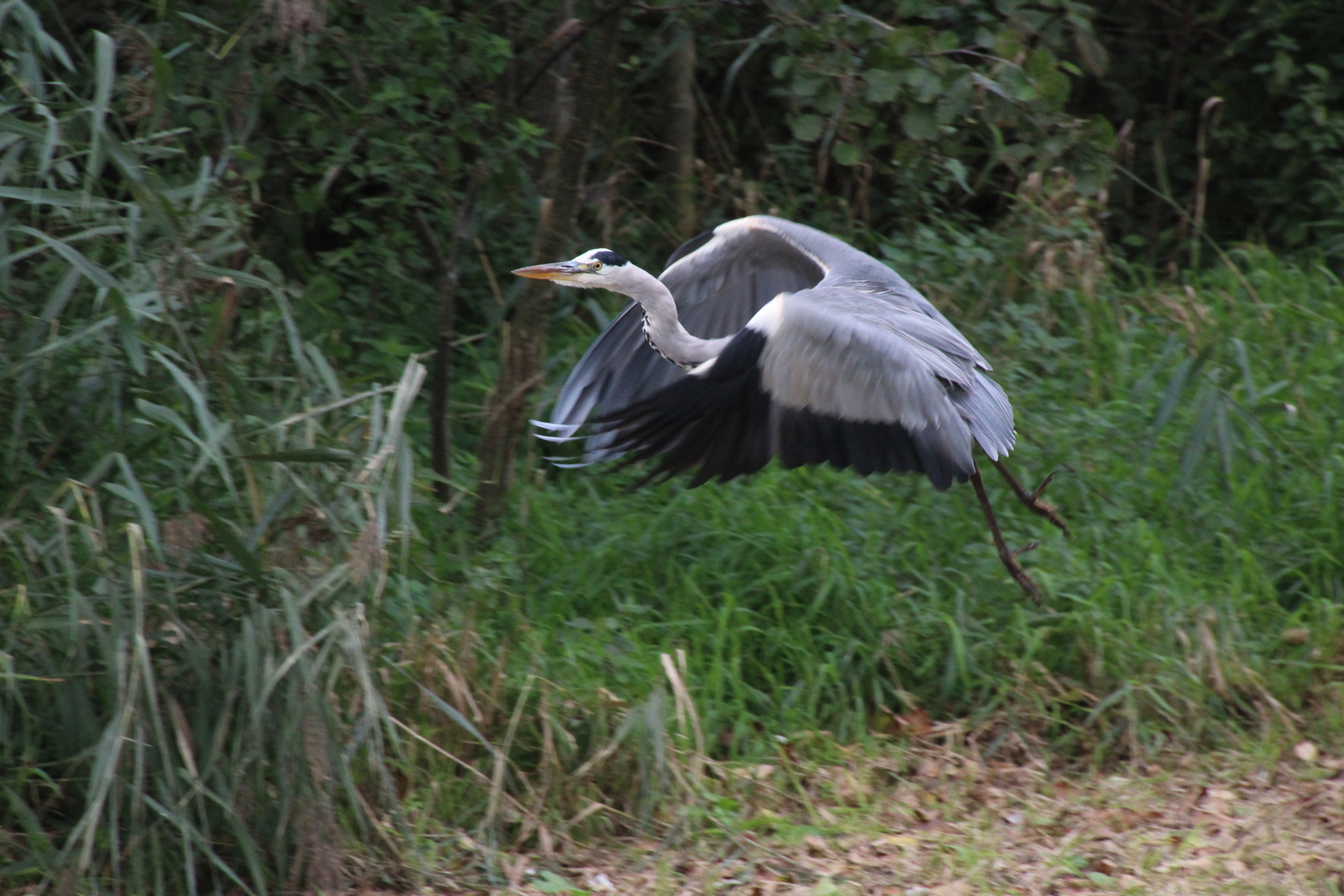 Reiger