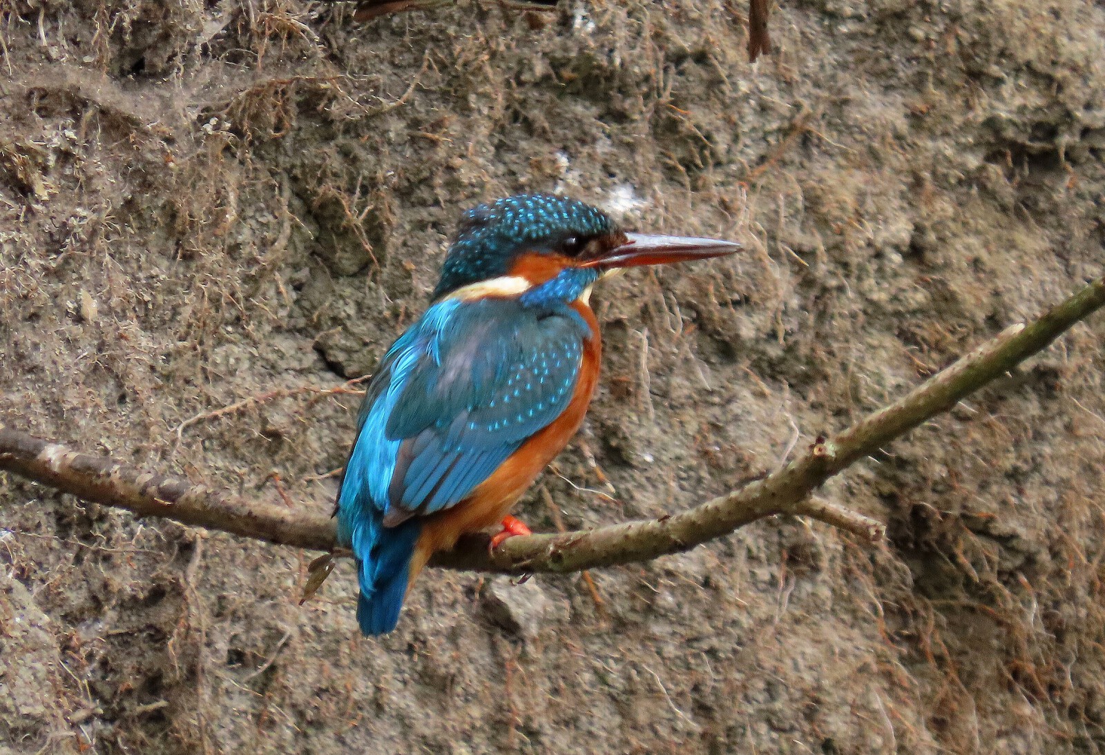 Ijsvogel