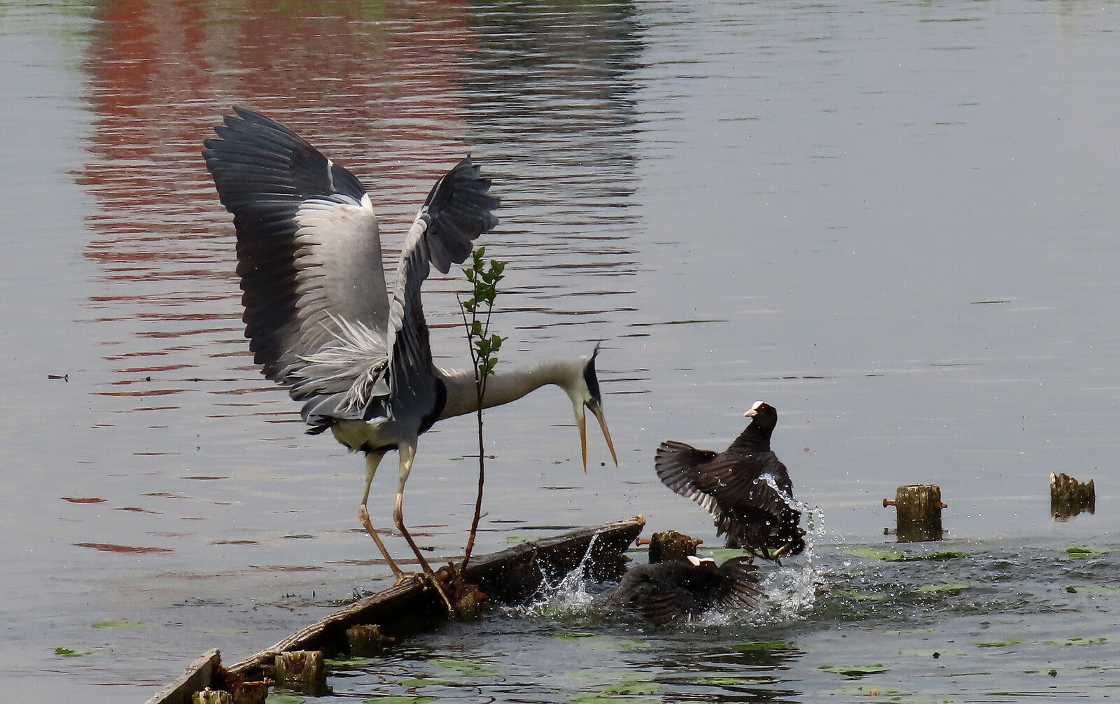 Reiger