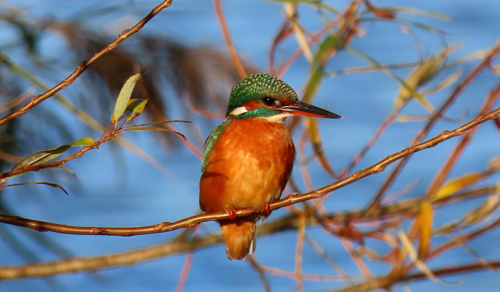Ijsvogel