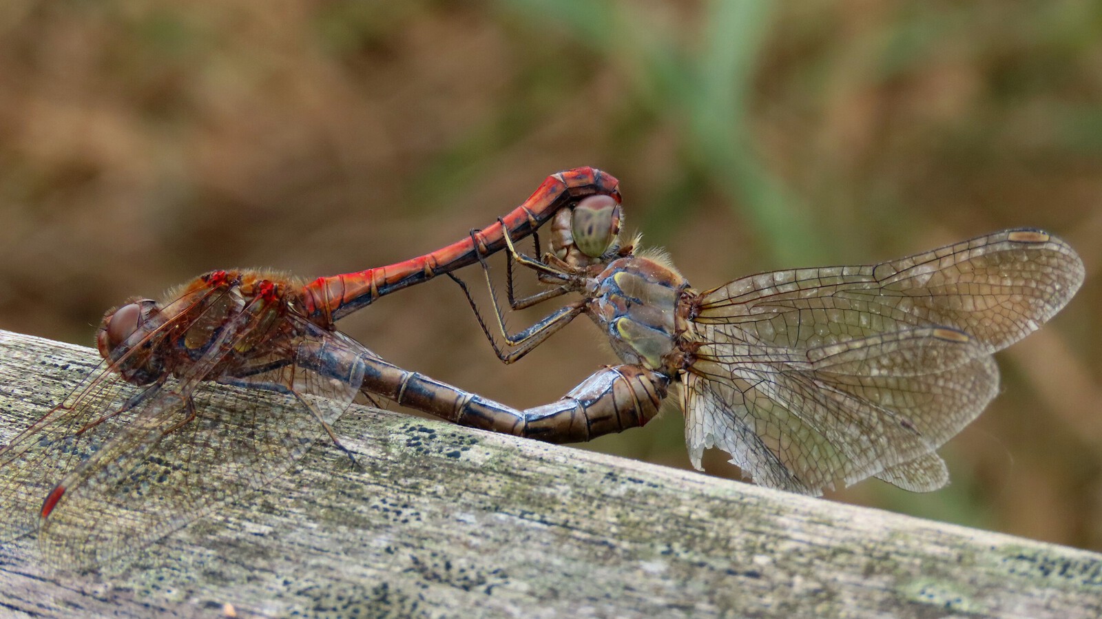 Libelle