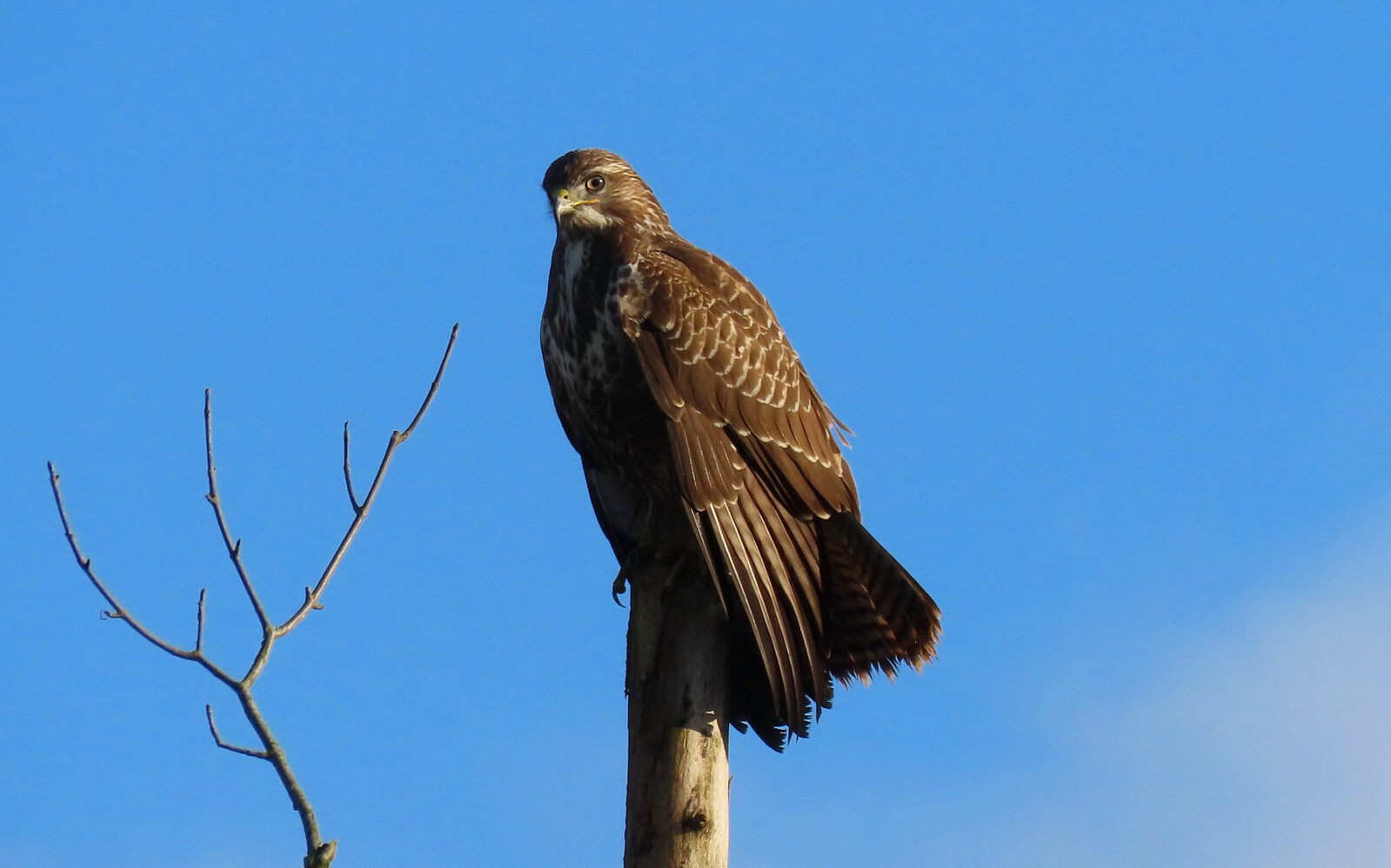 Buizerd