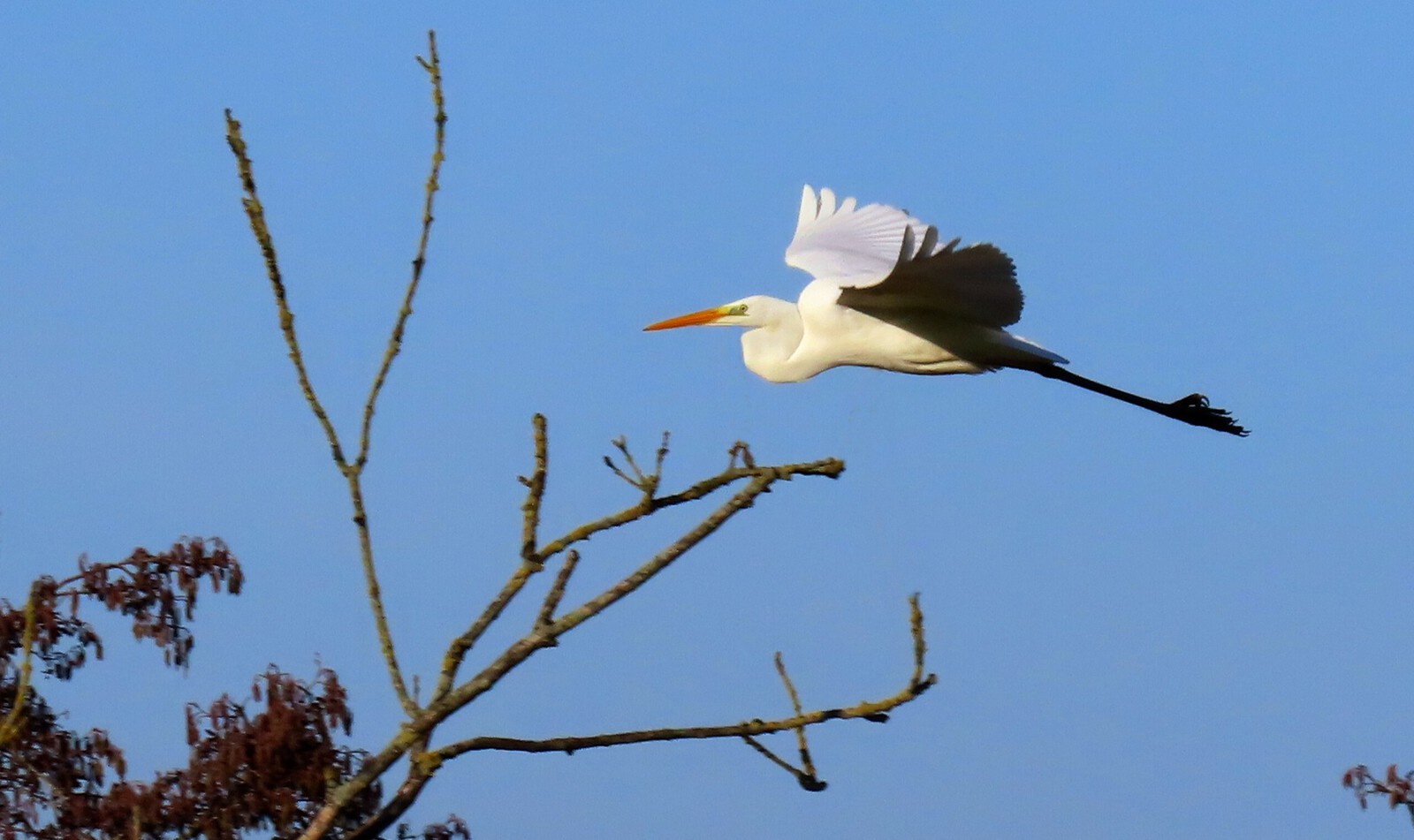 Grote Zilverreiger