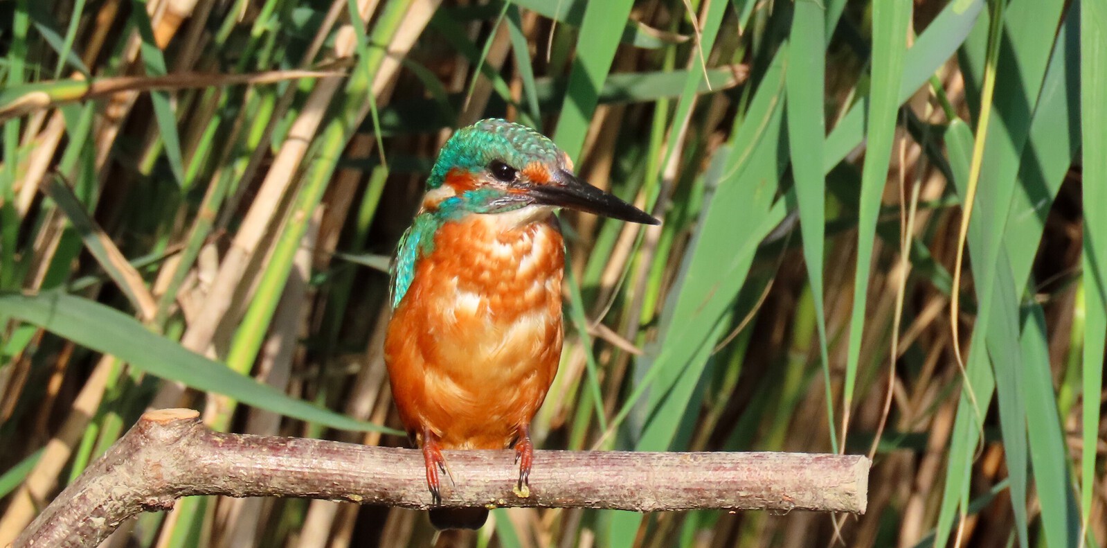 Ijsvogel