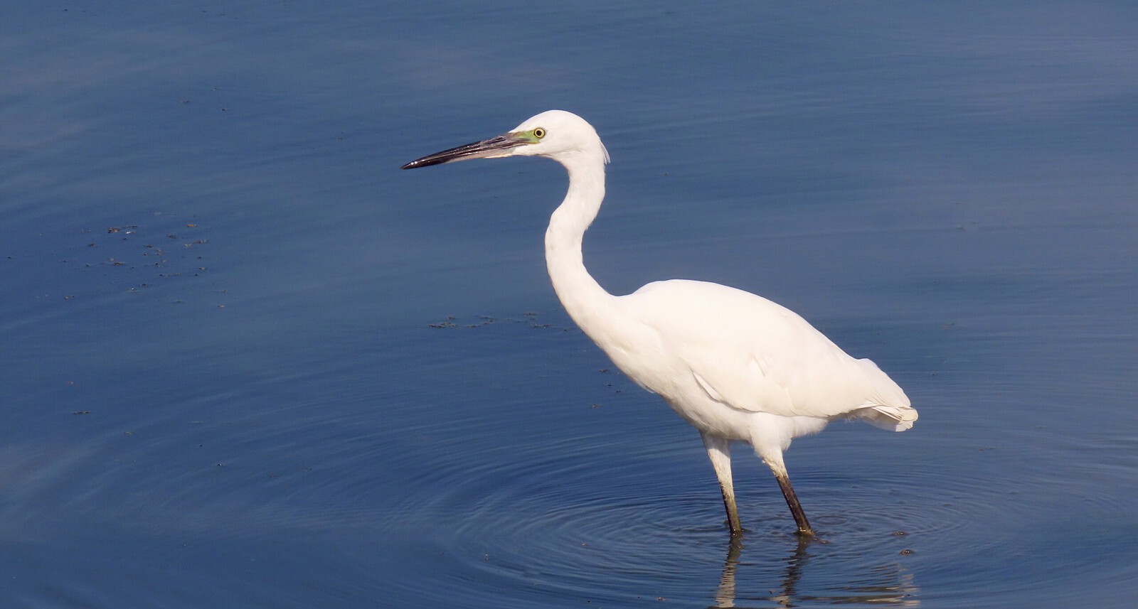 Kleine Zilverreiger