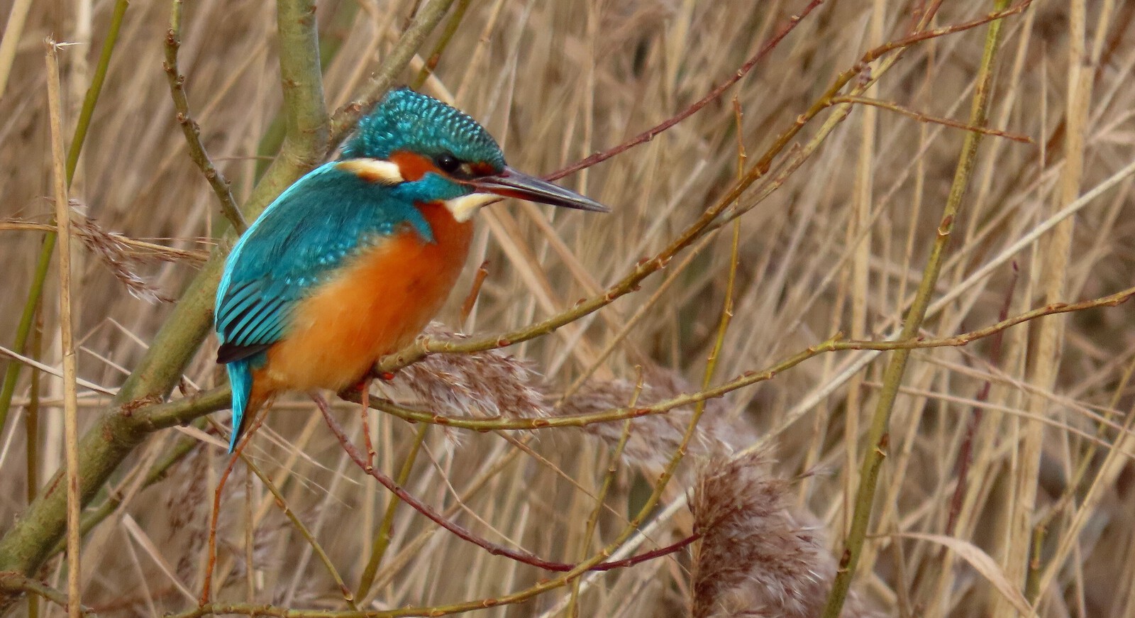 Ijsvogel