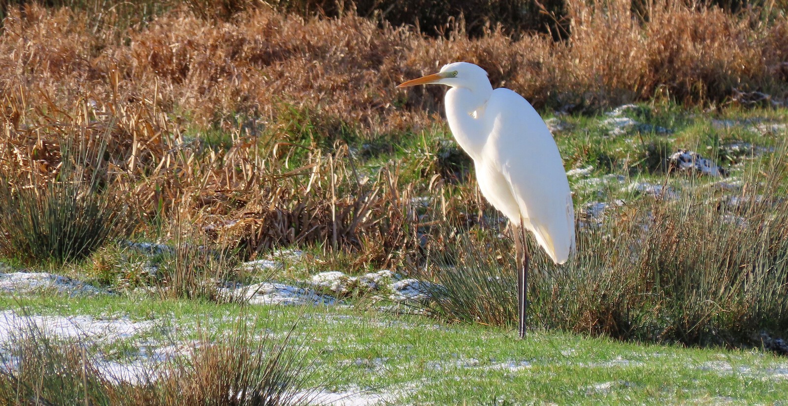 Grote witte reiger