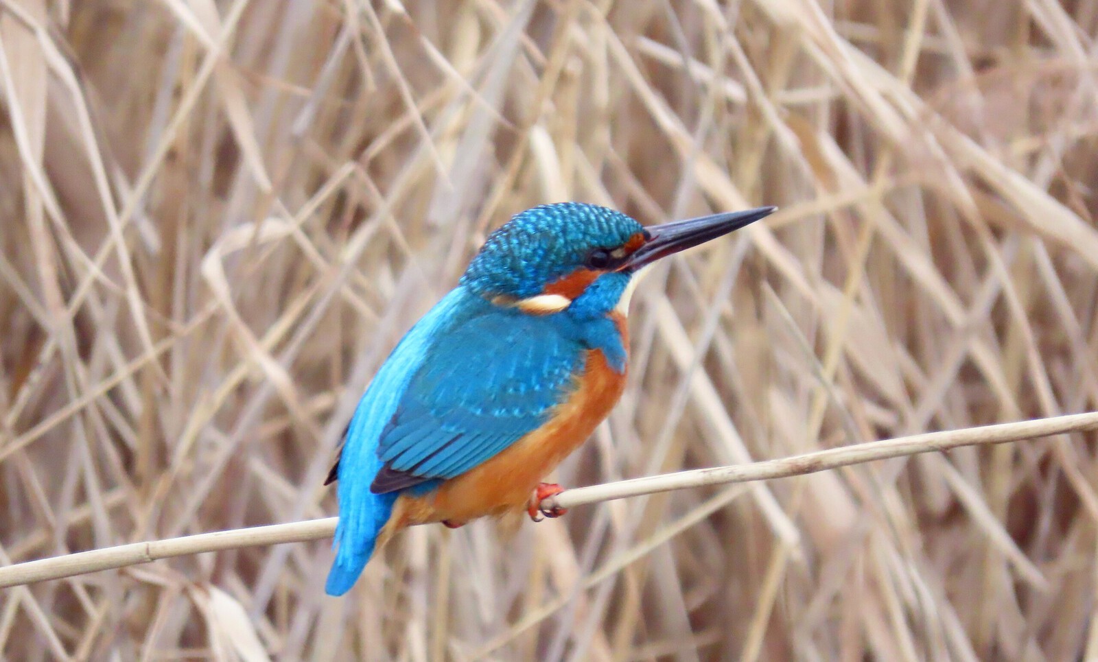 Ijsvogel