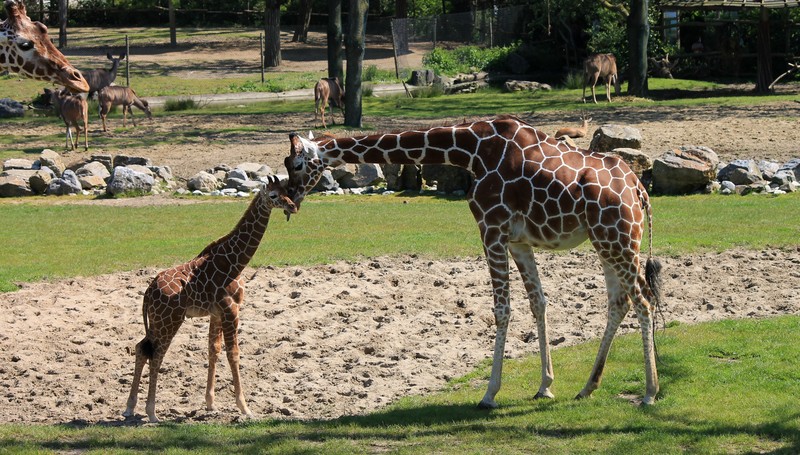 Giraffe