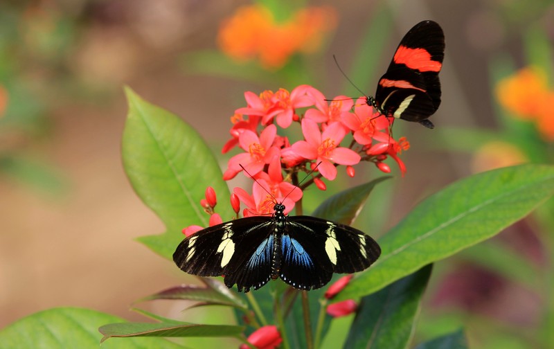 Vlinder