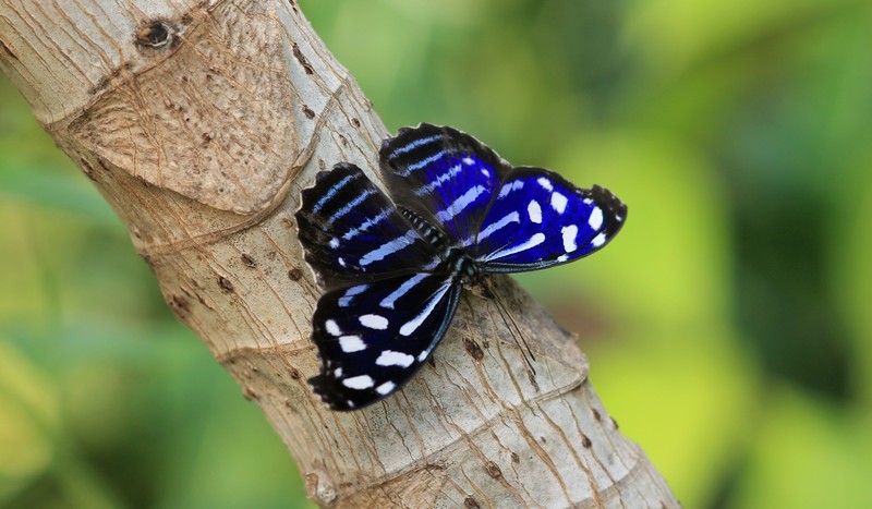 Vlinder
