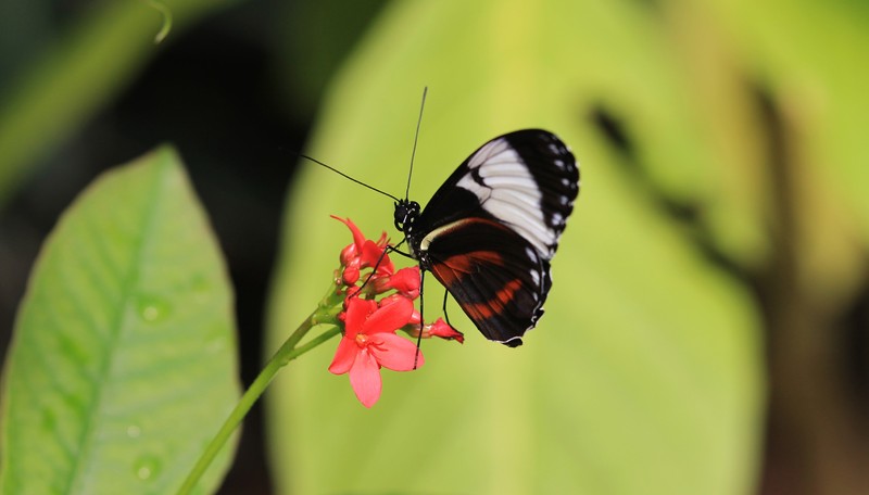 Vlinder
