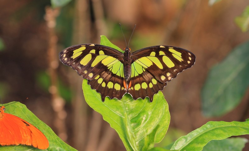 Vlinder