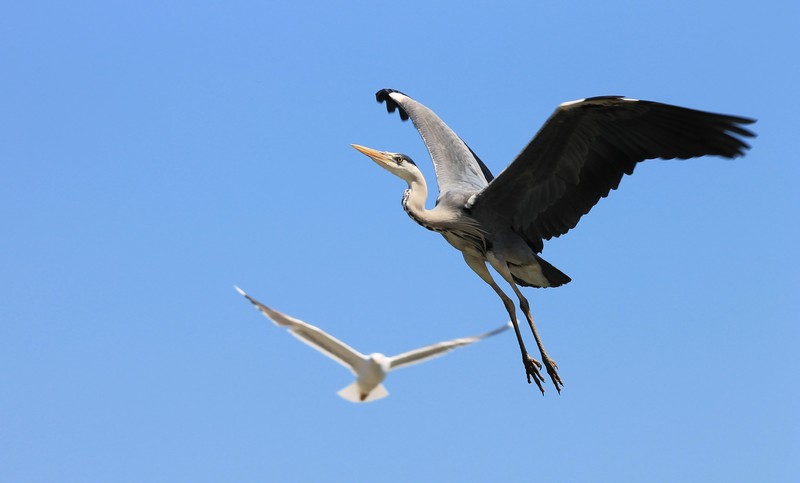 Reiger