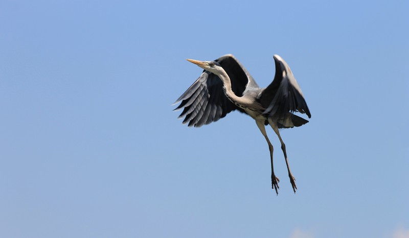 Reiger